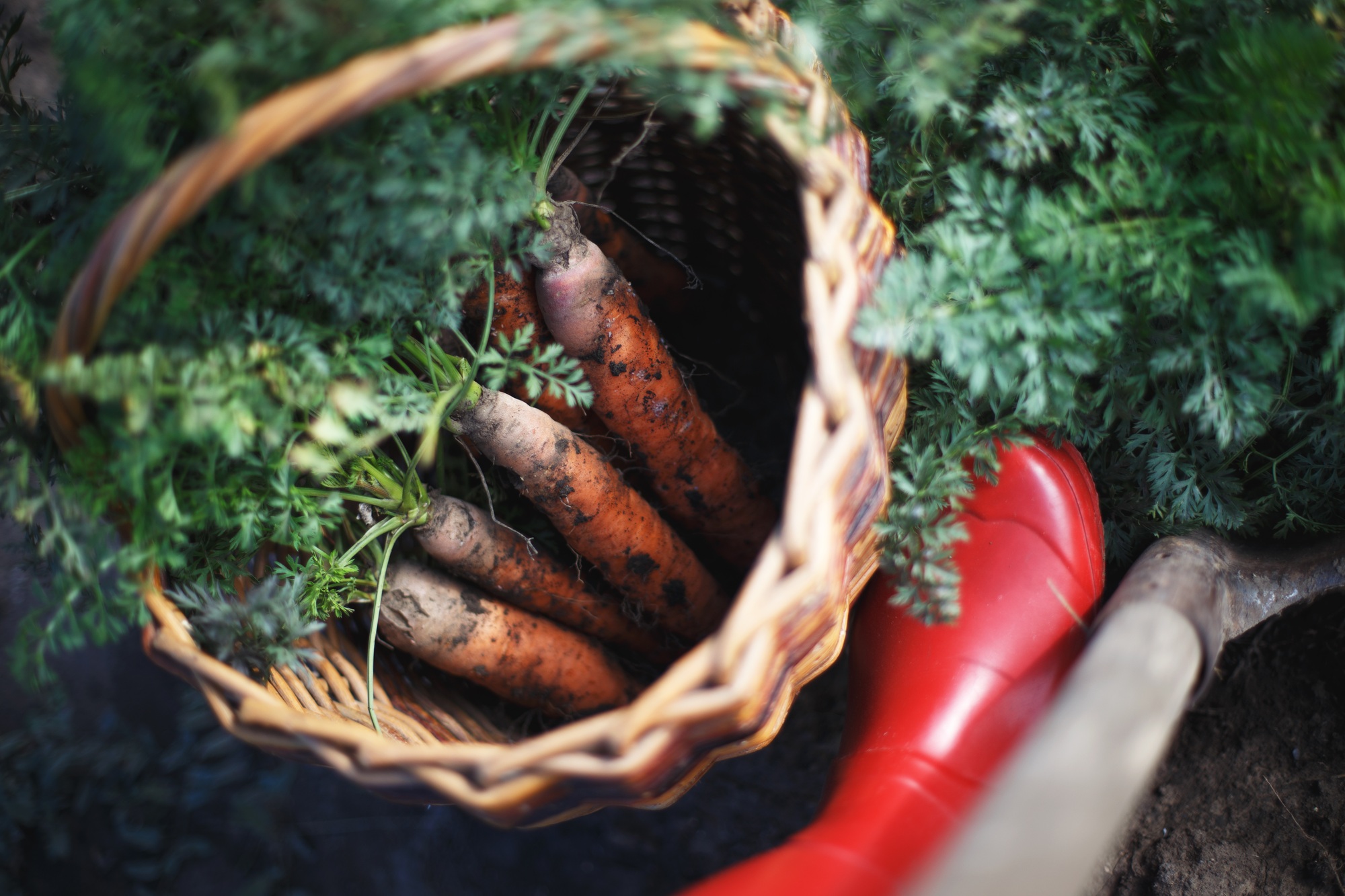 a harvesting carrots